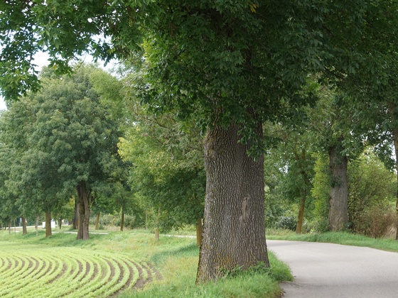 Eschenallee Moosinning/Freieneck