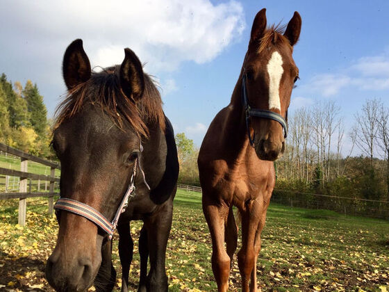 Pferde in der Reitschule Gut Ising