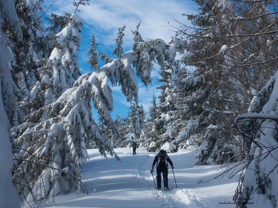 schwer beladener Baum kurz vor dem Almgelände