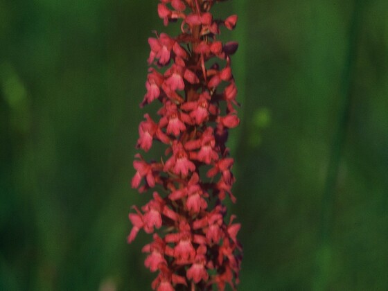 Teisendorfer Rundweg