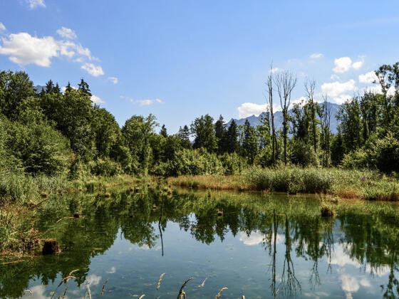 Die Marzoller Au : Auwaldrest