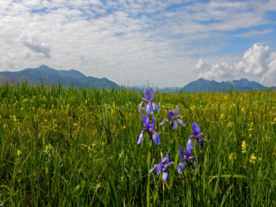 Irisblüte im Grabenstätter Moos