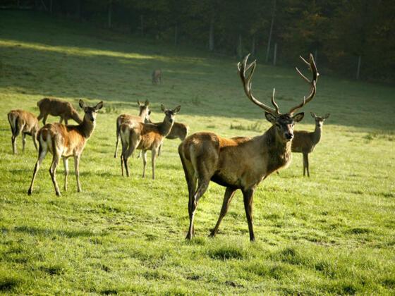 Hirschgehege beim Giglerhof