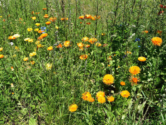 Einjährige Mischung