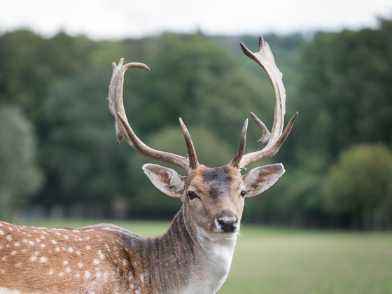 Wildgehege Weingut Behringer