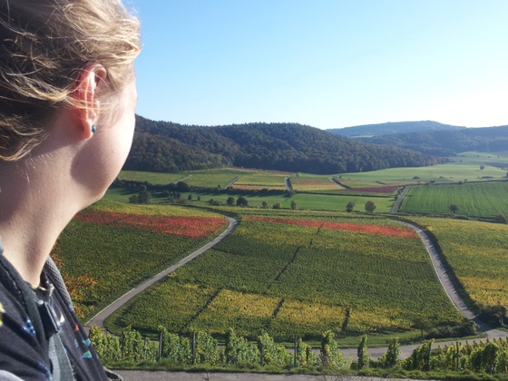 Weinberge am Frankenblick
