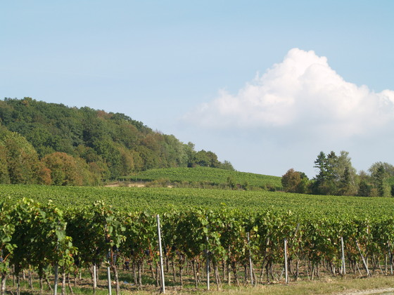 Blick auf Weinberge