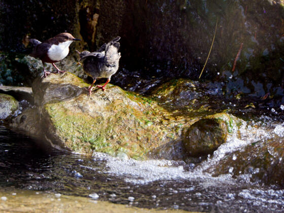 Wasseramseln an der Leiblach