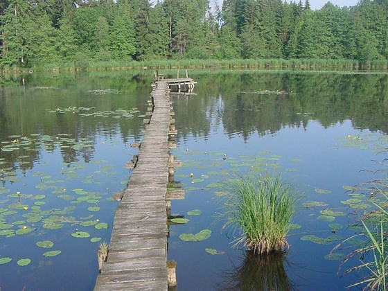 Wer sich über den Steg traut, sitzt an dessen Ende auf einer Bank mitten auf dem Neusee.