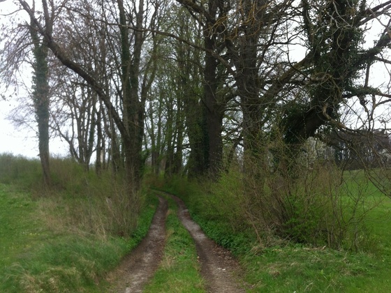 Wildromantische Allee nach Scheithauf
