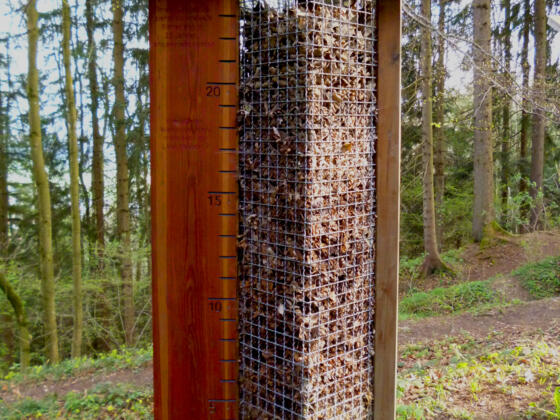 Ohne den fleißigen Kleinstlebewesen wäre der Waldboden meterhoch mit Laub bedeckt.