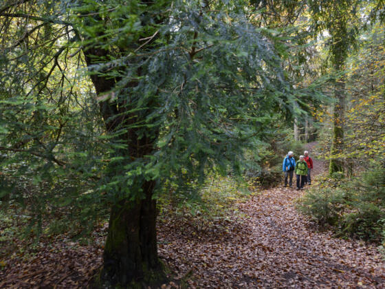 Paterzeller Eibenwald