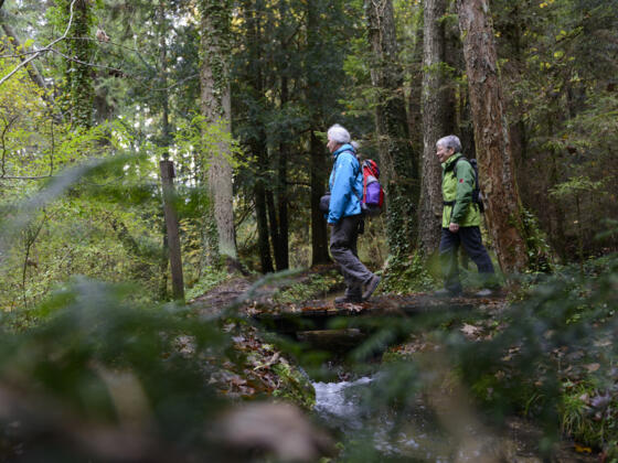 Paterzeller Eibenwald