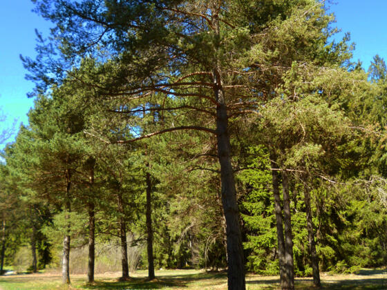 Die parkähnliche Landschaft der Heidewiese.