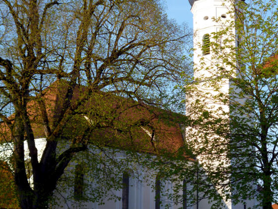 Die Pfarrkirche St. Vitus in Iffeldorf.
