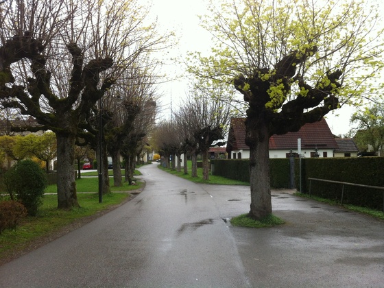 Allee zur St. Remigius Kirche