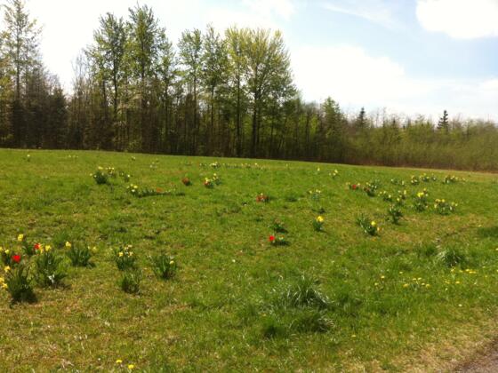 Erholungspark Berghalde mit Frühblühern