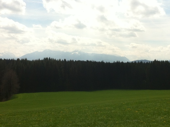 Hinter dem Waldgebiet erheben sich die Alpen majestätisch.