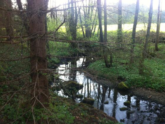Der Weg schlängelt sich am Brünnlesbach entlang