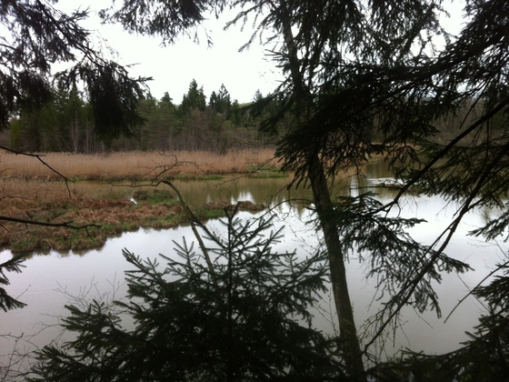 Weiher bei der Ammer
