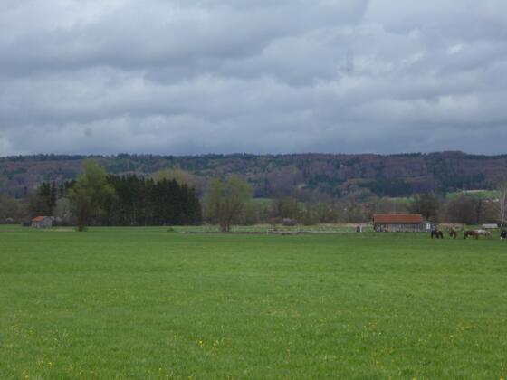 Am südöstlichen Ende des Weidengrabens befindet sich eine Pferdekoppel.
