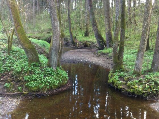 Am Weiler Glashütte schlängelt sich der Brünnlesbach entlang