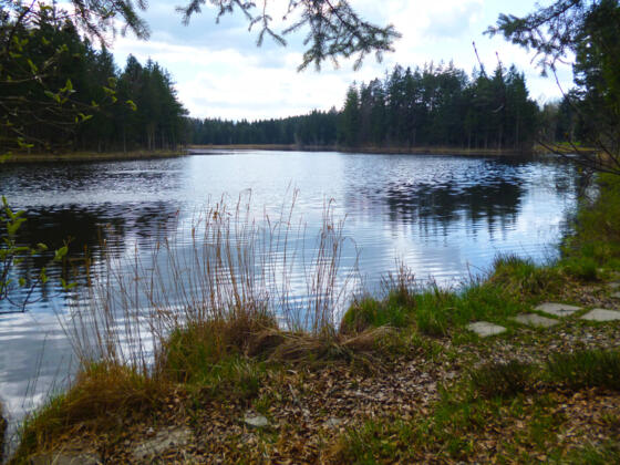 Der Pollinger Weiher liegt wunderschön inmitten von Mooren, Wiesen und Wäldern.