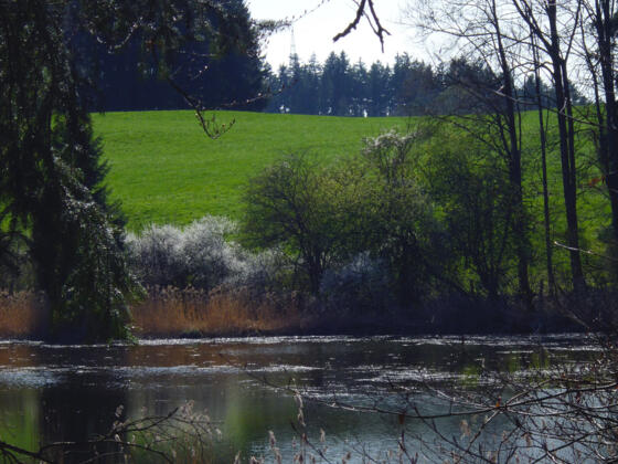Der Rohrmooser Weiher.