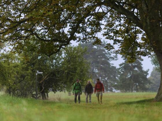 unter der alten Kastanie an der Kapelle Herrin der Berge Heimbuchenthal