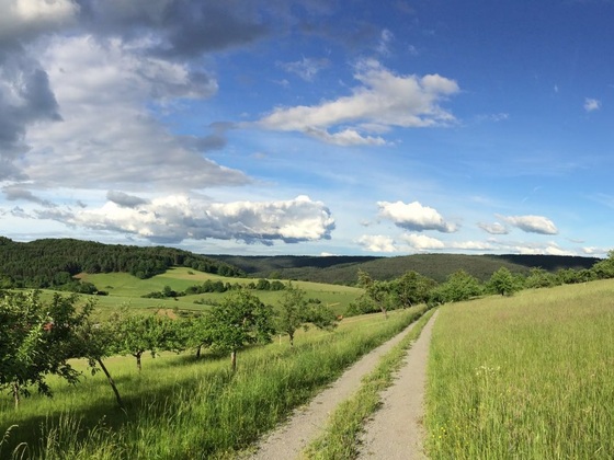 Wandern auf dem Nordic Walking Sparkassentrail Heimbuchenthal, vorbei an Apfelbäumen und grünen Wiesen rund um Heimbuchenthal
