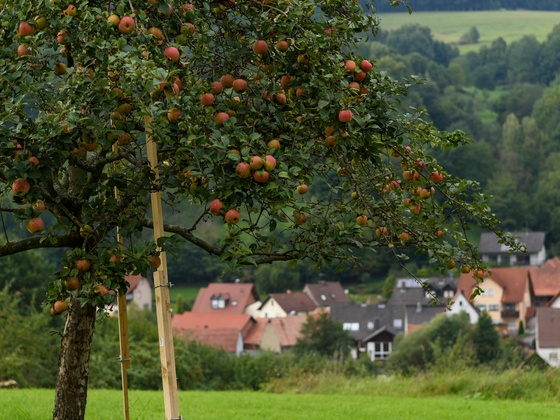 Blick auf Dammbach, oberhalb des Maria Stern Platzes