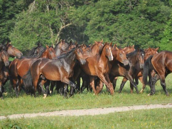 Pferde auf dem Gestüt Schwaiganger