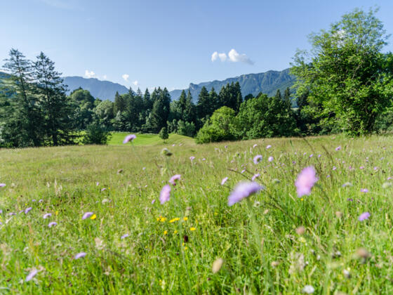 Mountainbiketour Drei Marken - Blick in die Ammergauer