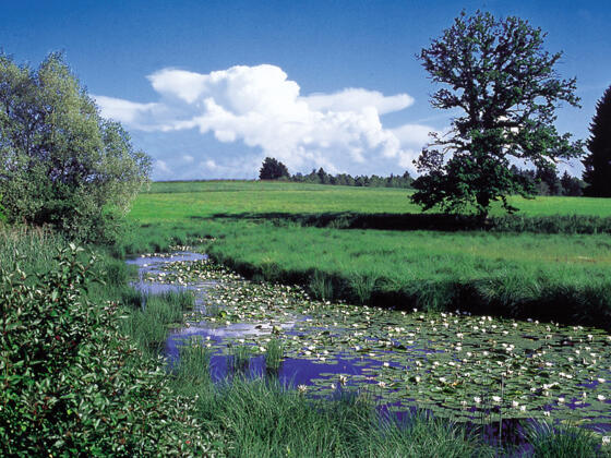 Die Moorlandschaft Seachtn bei Andechs.
