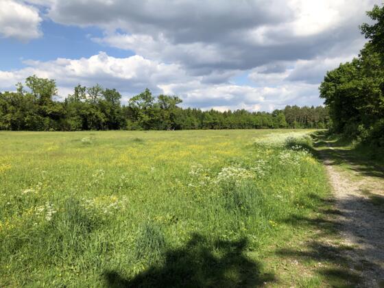Planegger Holzwiesen