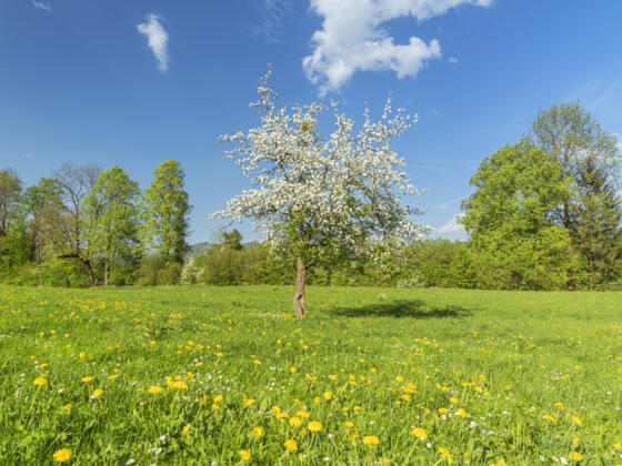 Blühender Baum in Lenggries