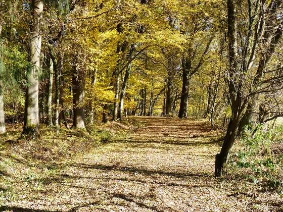 Herbststimmung im Bürgerwald