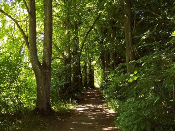 Wandern im Lichtlberger Wald