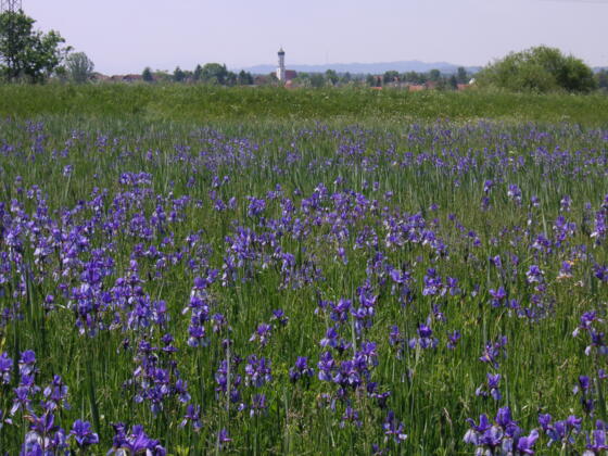Jakobsweg Etappe 1aA: Herrsching - Wessobrunn (südlich des Ammersees)