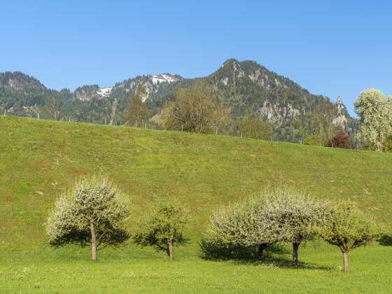 Wiese am Lenggrieser Höhenweg 