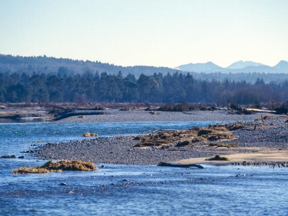 Isar. Im Hintergrund der Juifen
