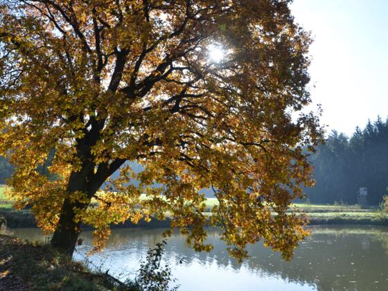 Weiher bei Dinkelsbühl
