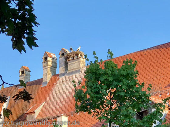 Störche auf dem Fuggerbau