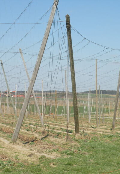 Hopfenlandschaft
