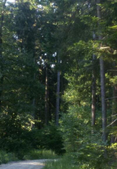 schattiger Waldweg