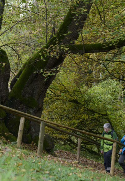 Die Tassilolinde bei Wessobrunn