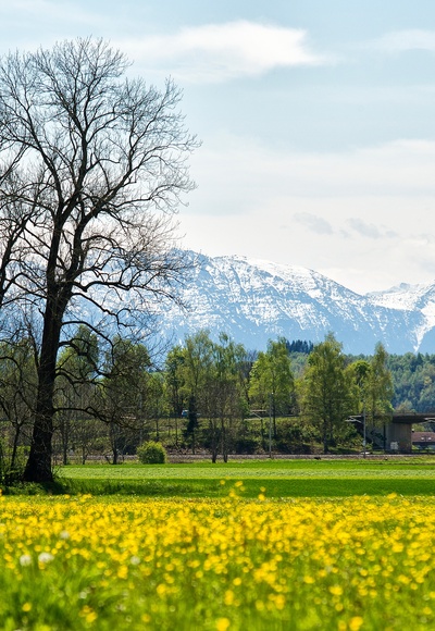 Blick in die Berge aus der Weilheimer Ammer Au
