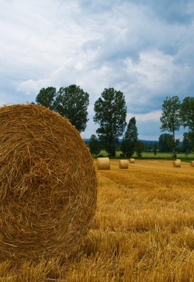 Heuballen bei Unterhausen
