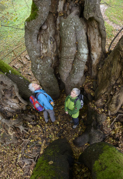Baumriesen von Wessobrunn