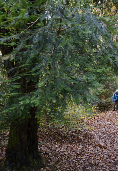 Paterzeller Eibenwald